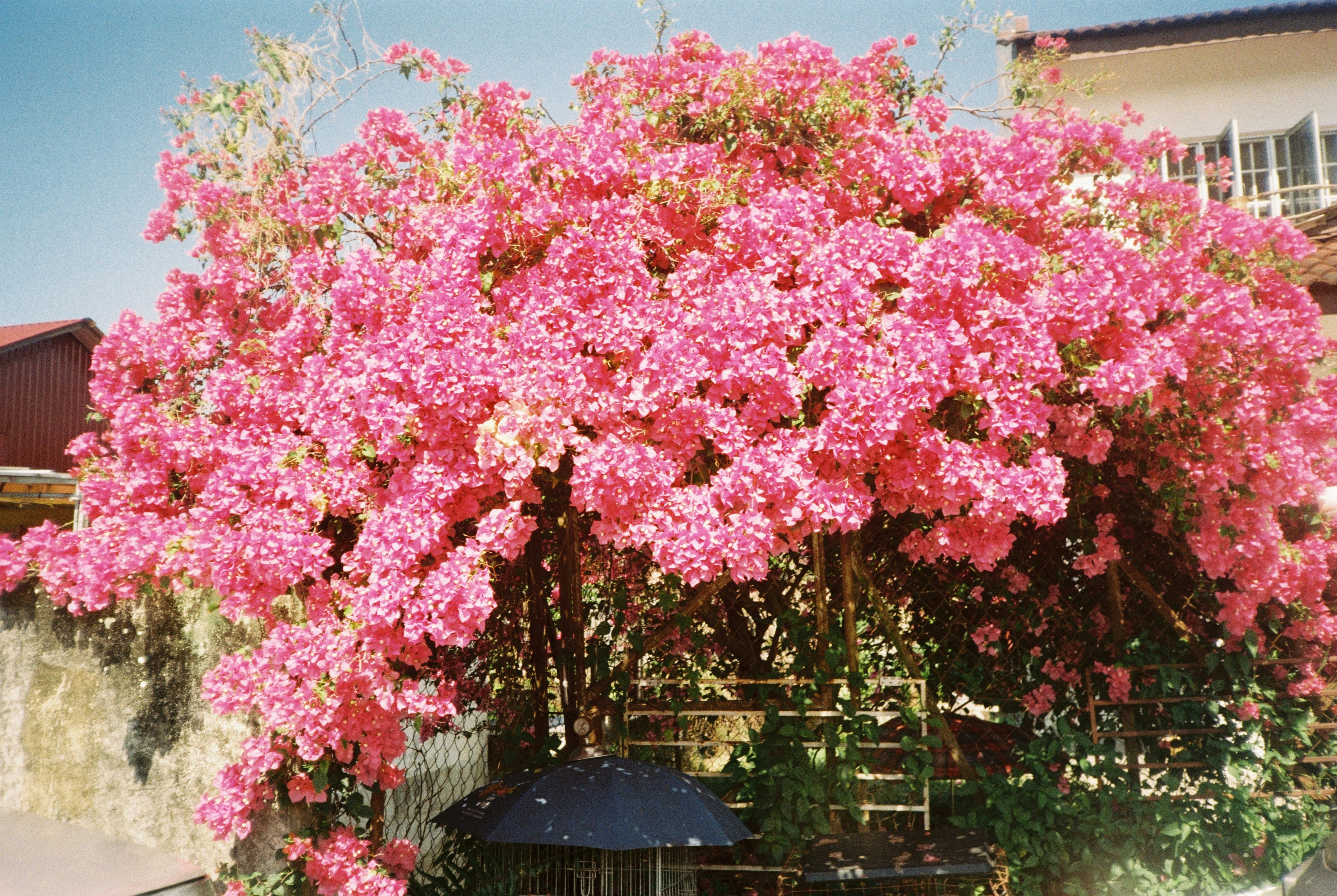 A tree with pink flowers in front of a building photo – Free Pink ...