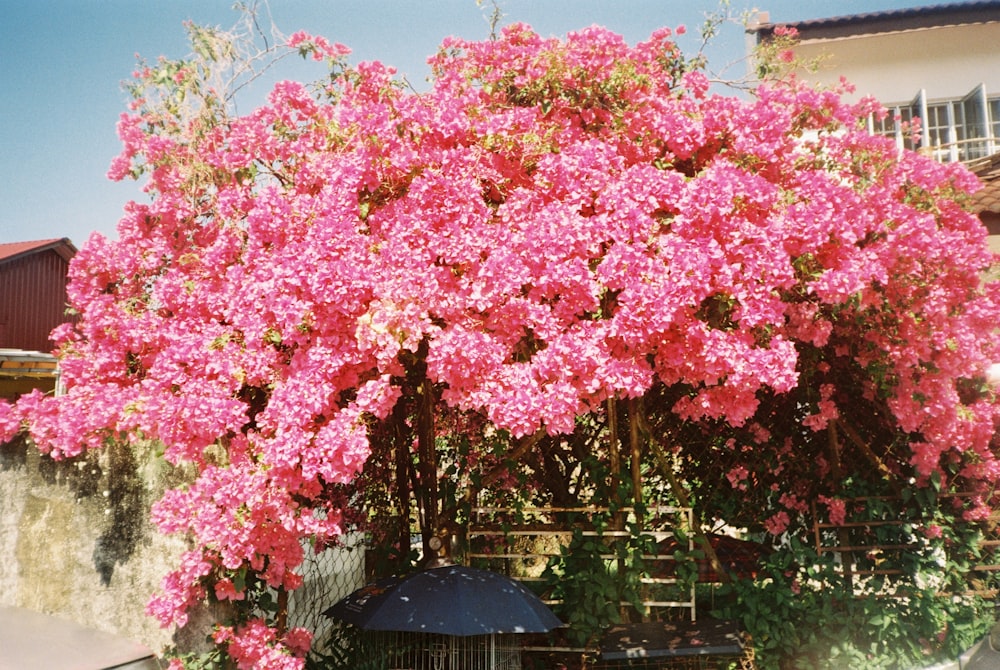 Un arbre aux fleurs roses devant un bâtiment