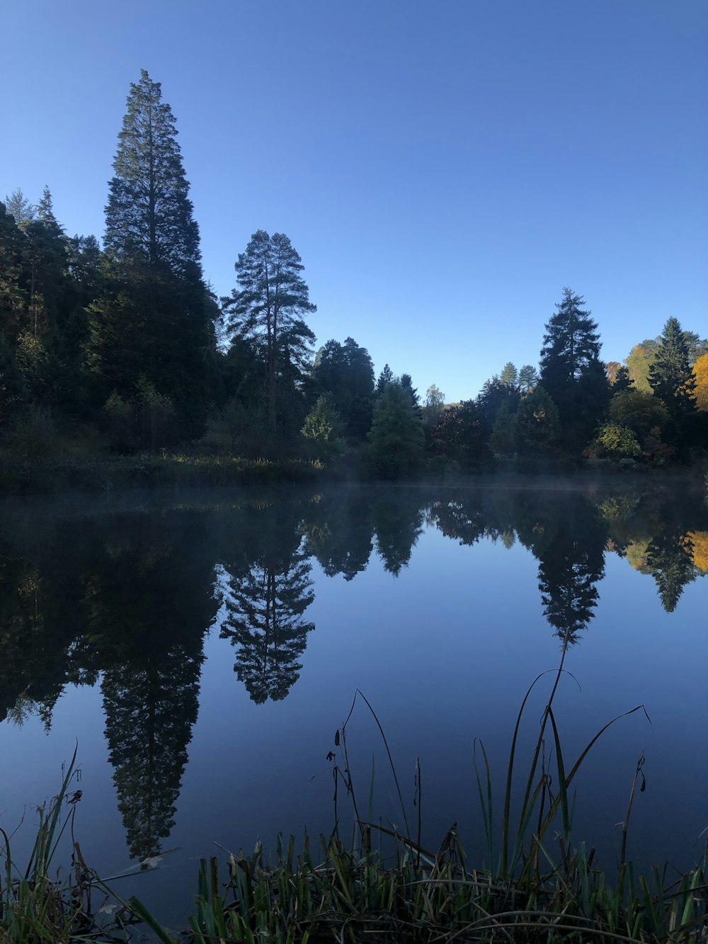 a body of water surrounded by trees and grass