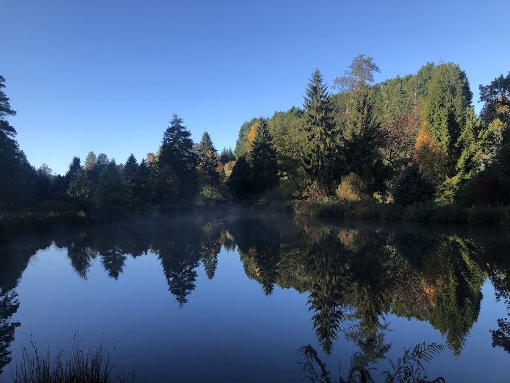 a body of water surrounded by trees