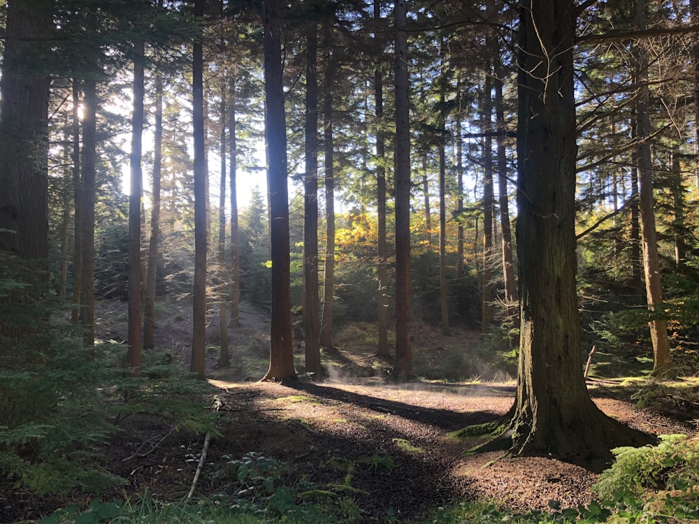 Il sole splende tra gli alberi della foresta