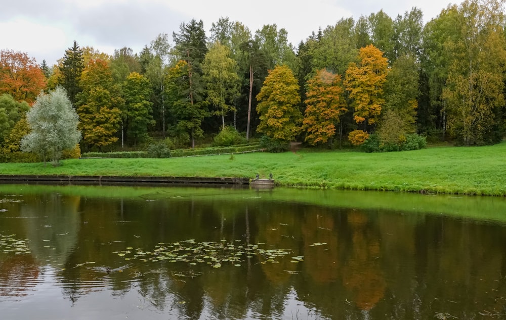 a body of water surrounded by a lush green forest