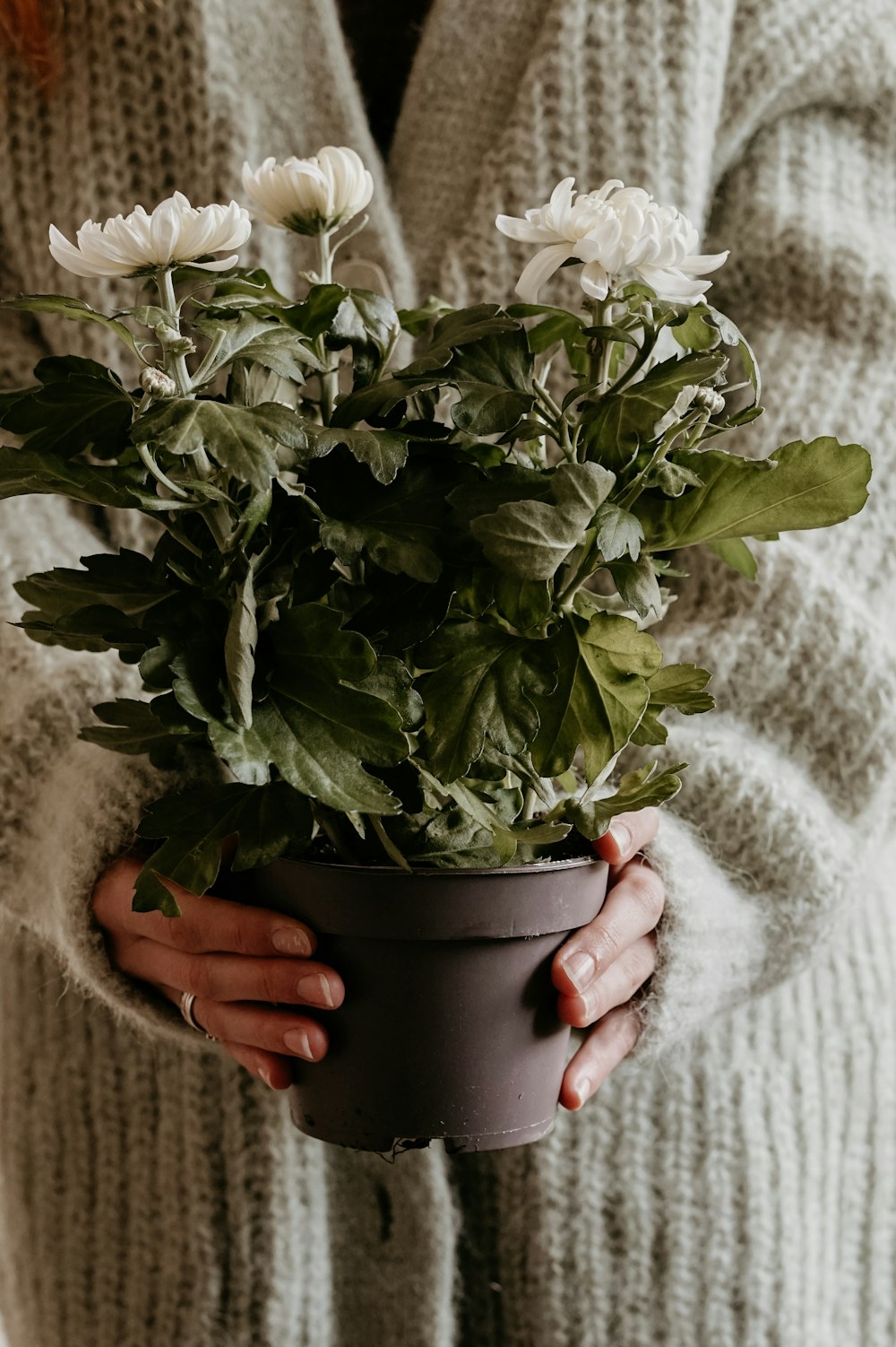 a woman holding a potted plant with white flowers