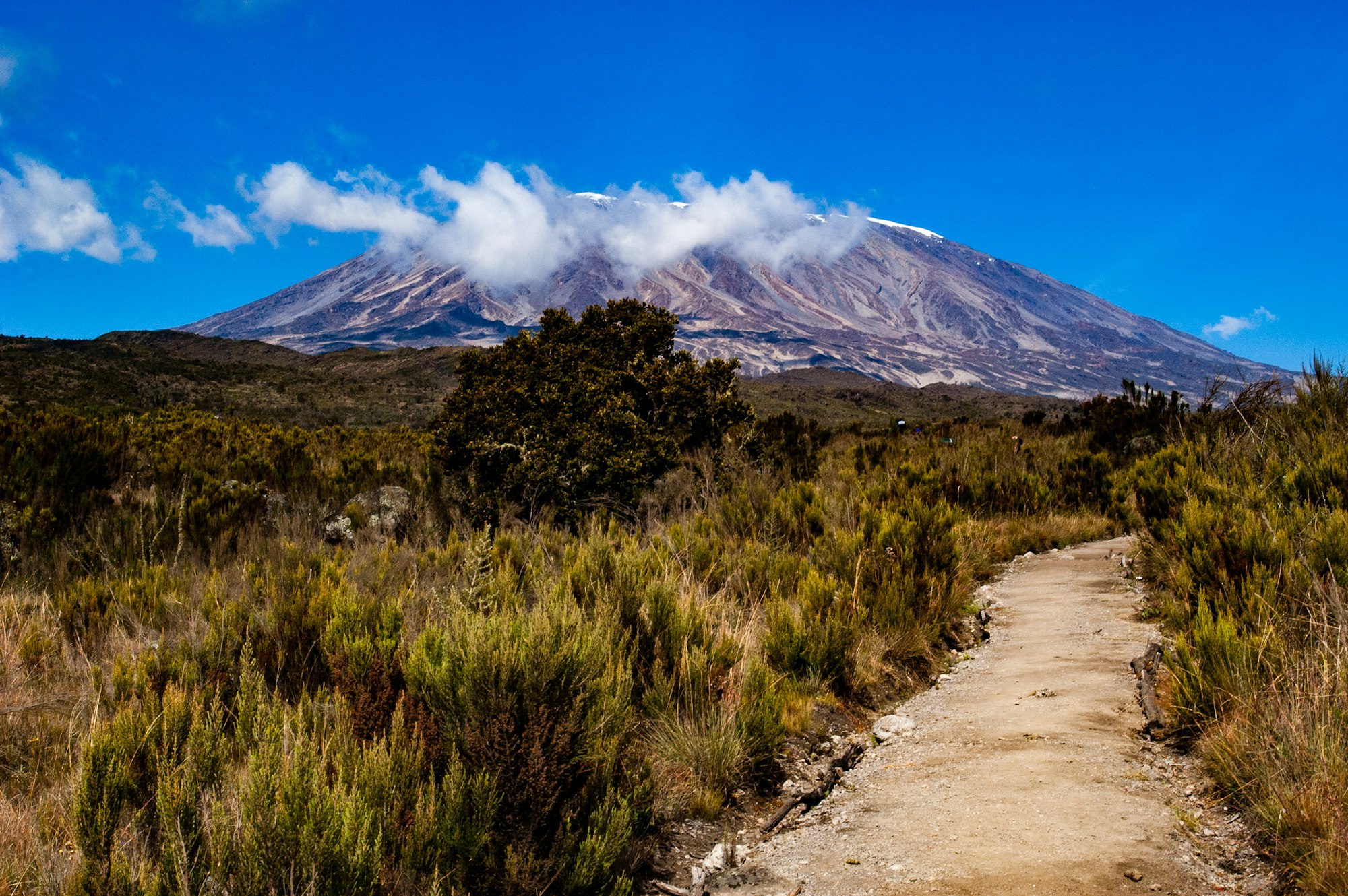 Path between shrub and bushes looking towards Kilimanjaro. Part of the Rongai route