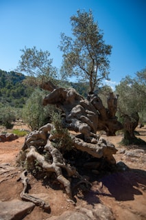 a tree that is sitting in the dirt