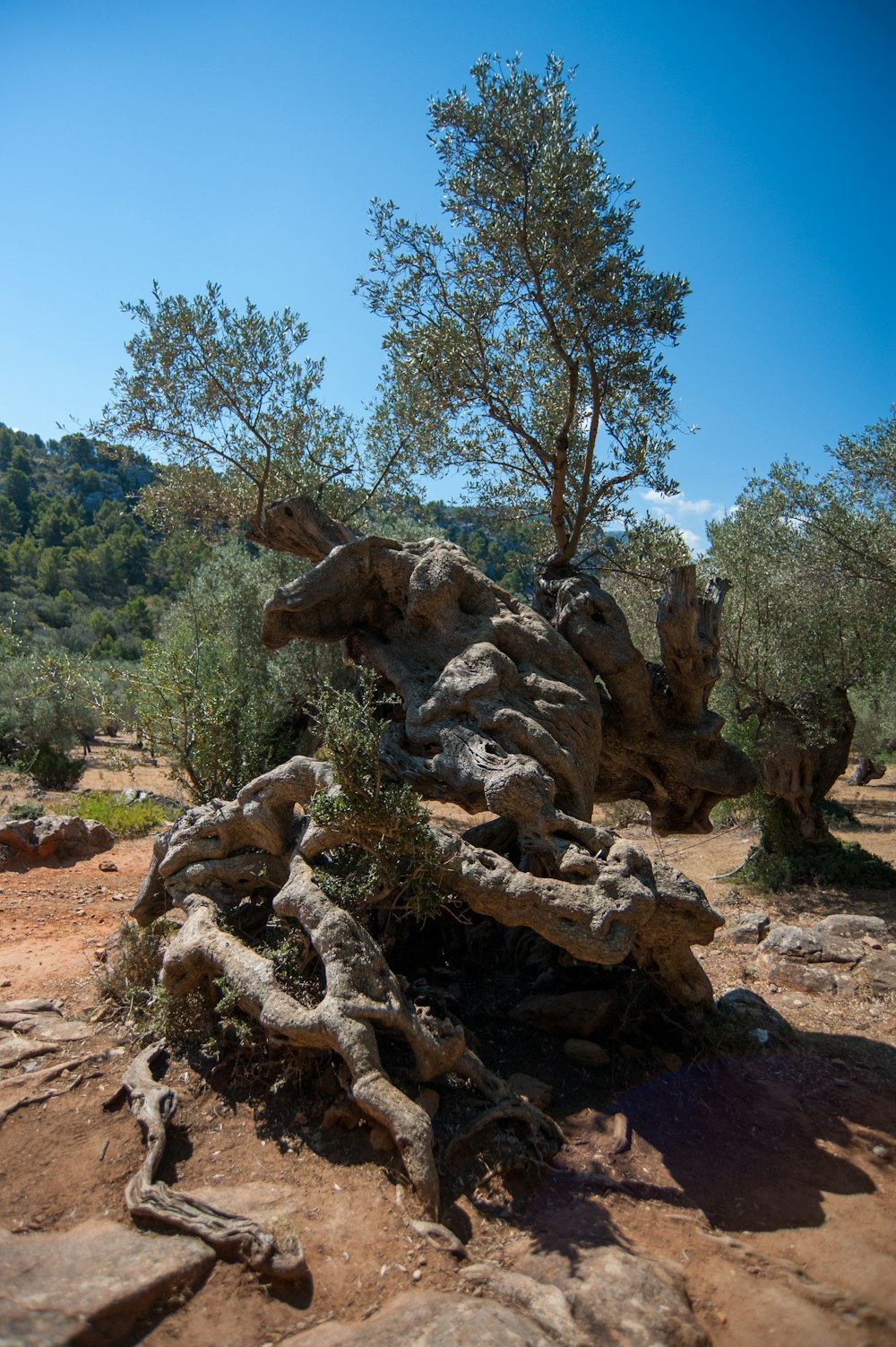 a tree that is sitting in the dirt