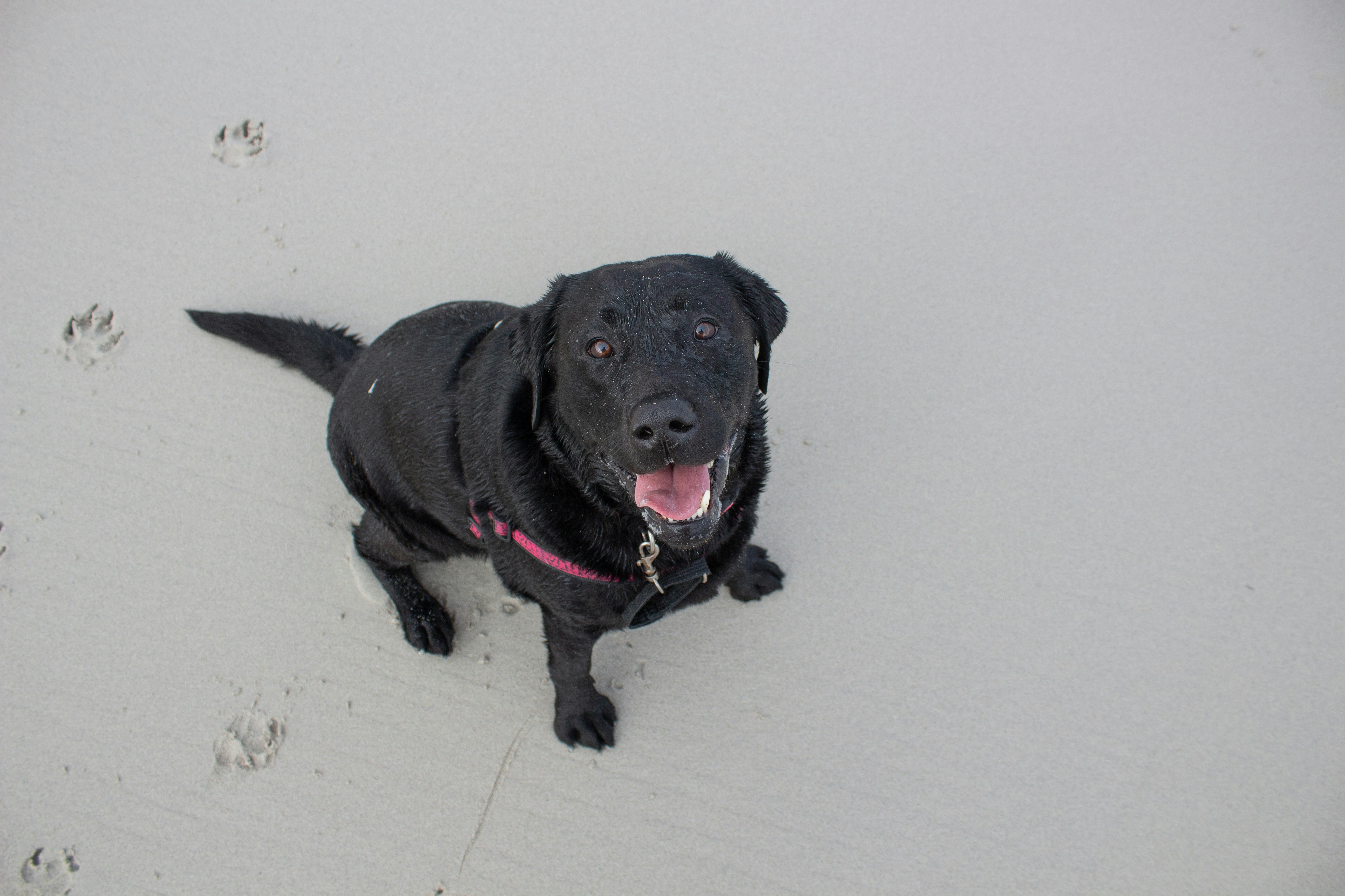 Black Labrador sitting on pale sand