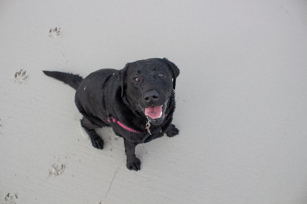 a black dog is sitting on the beach