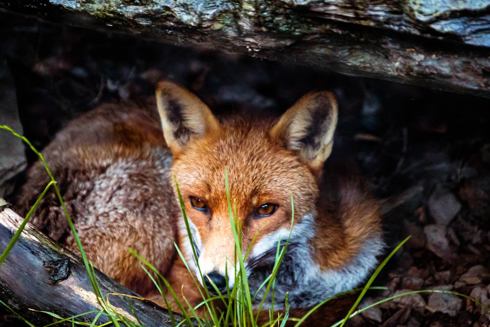 a close up of a fox laying on the ground