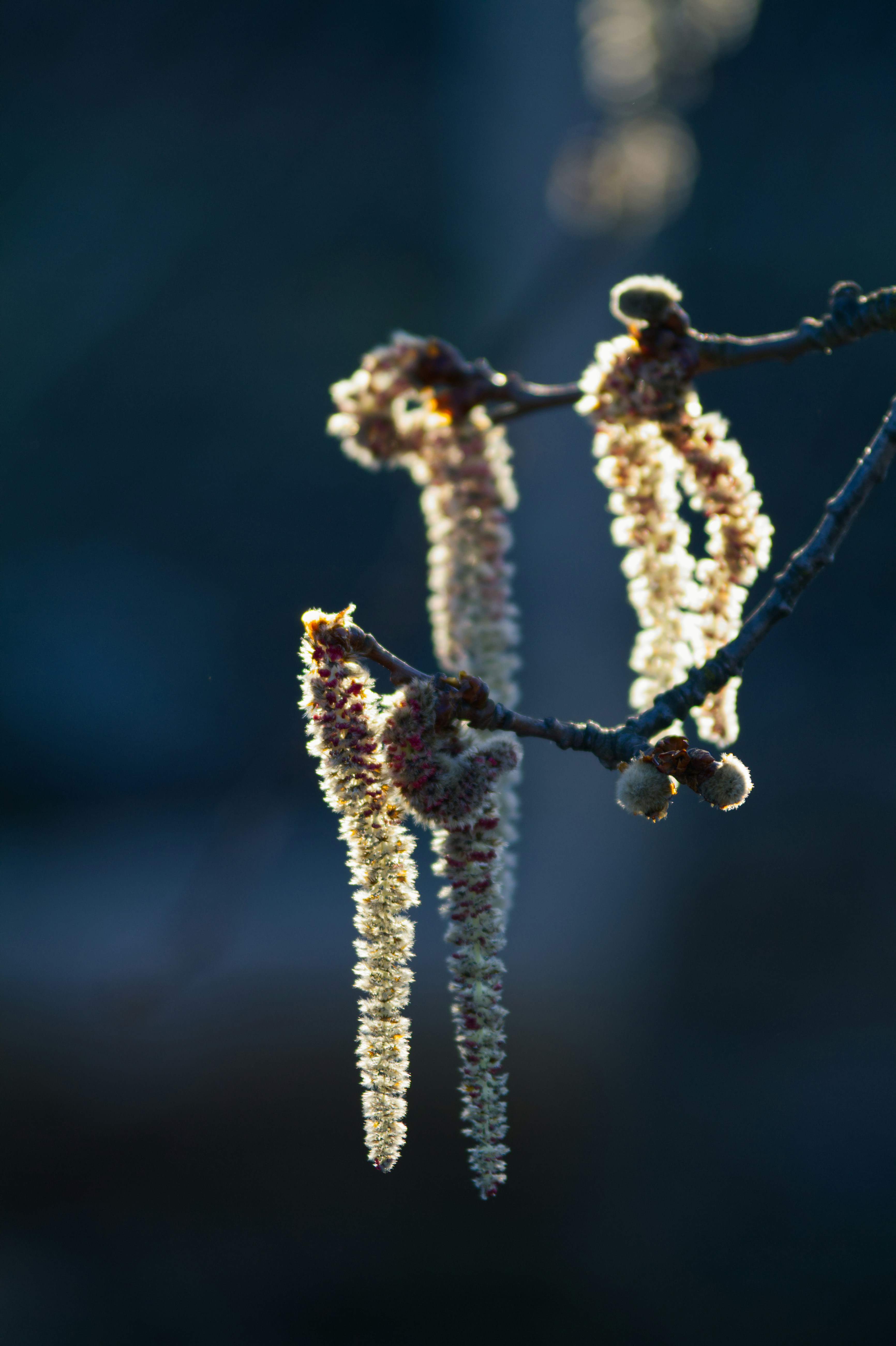 Photo by risto_kokkonen