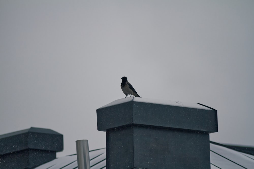 a small bird sitting on top of a roof