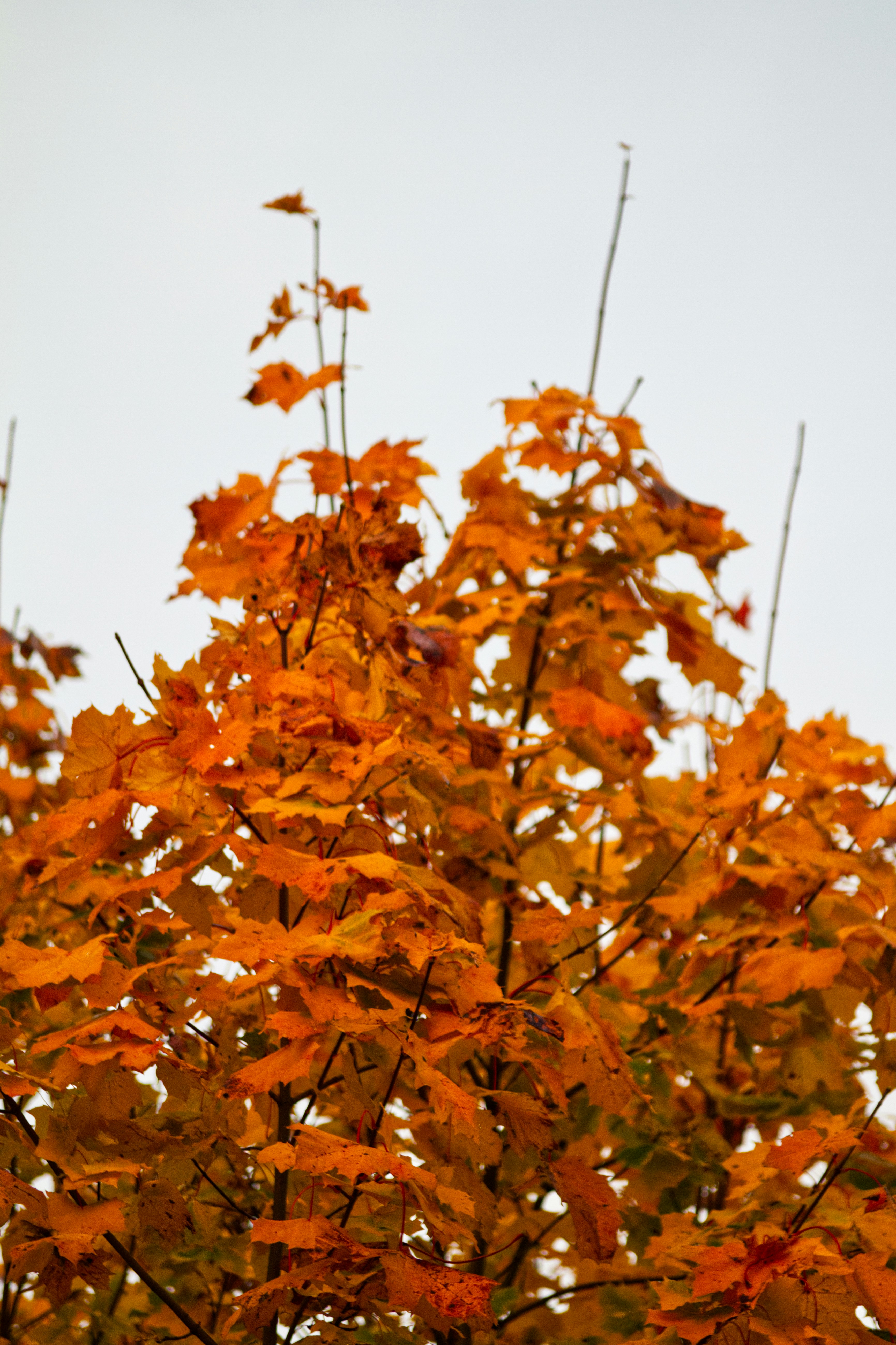 a bird is perched on a tree branch