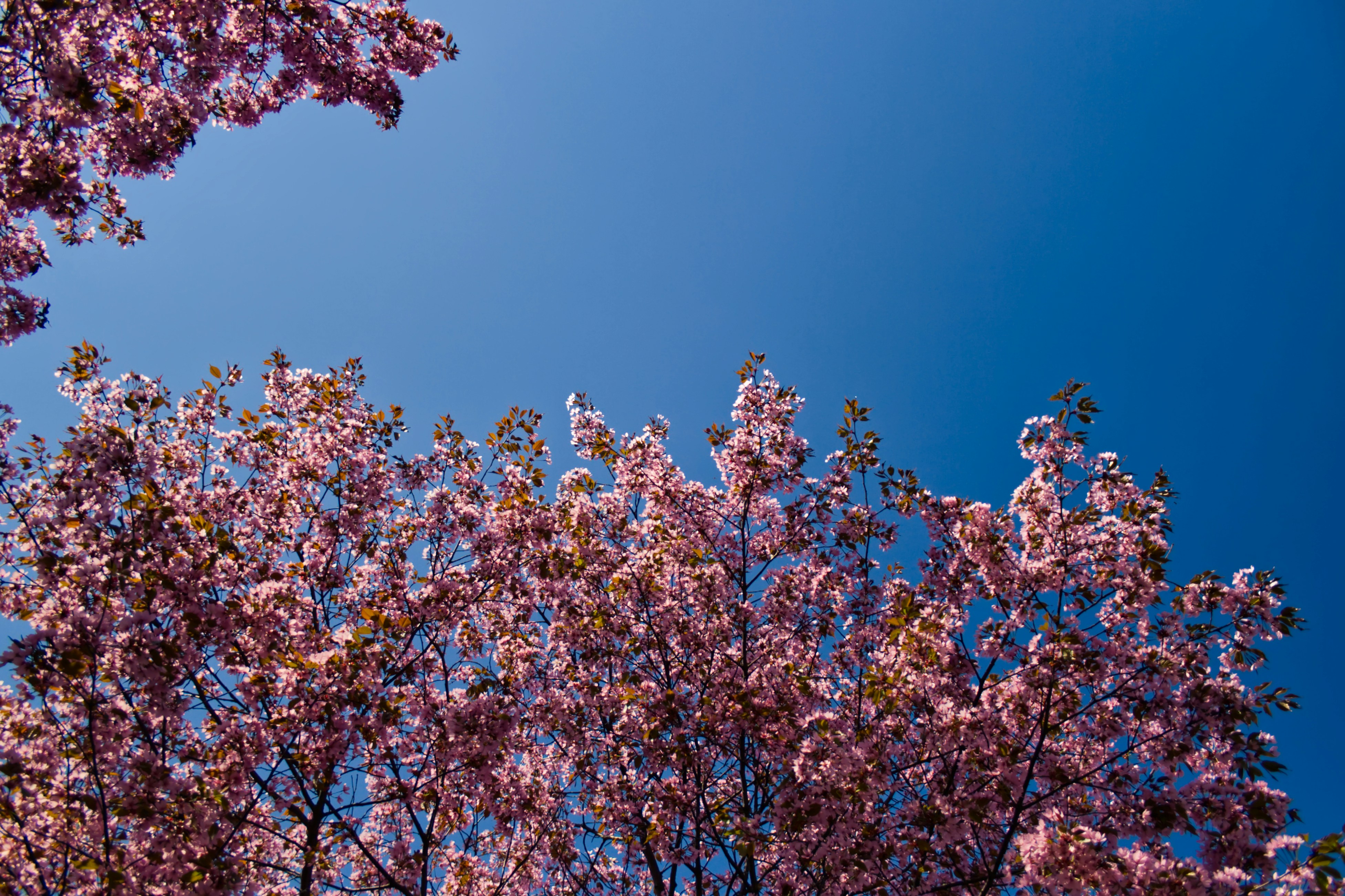 Photo by risto_kokkonen