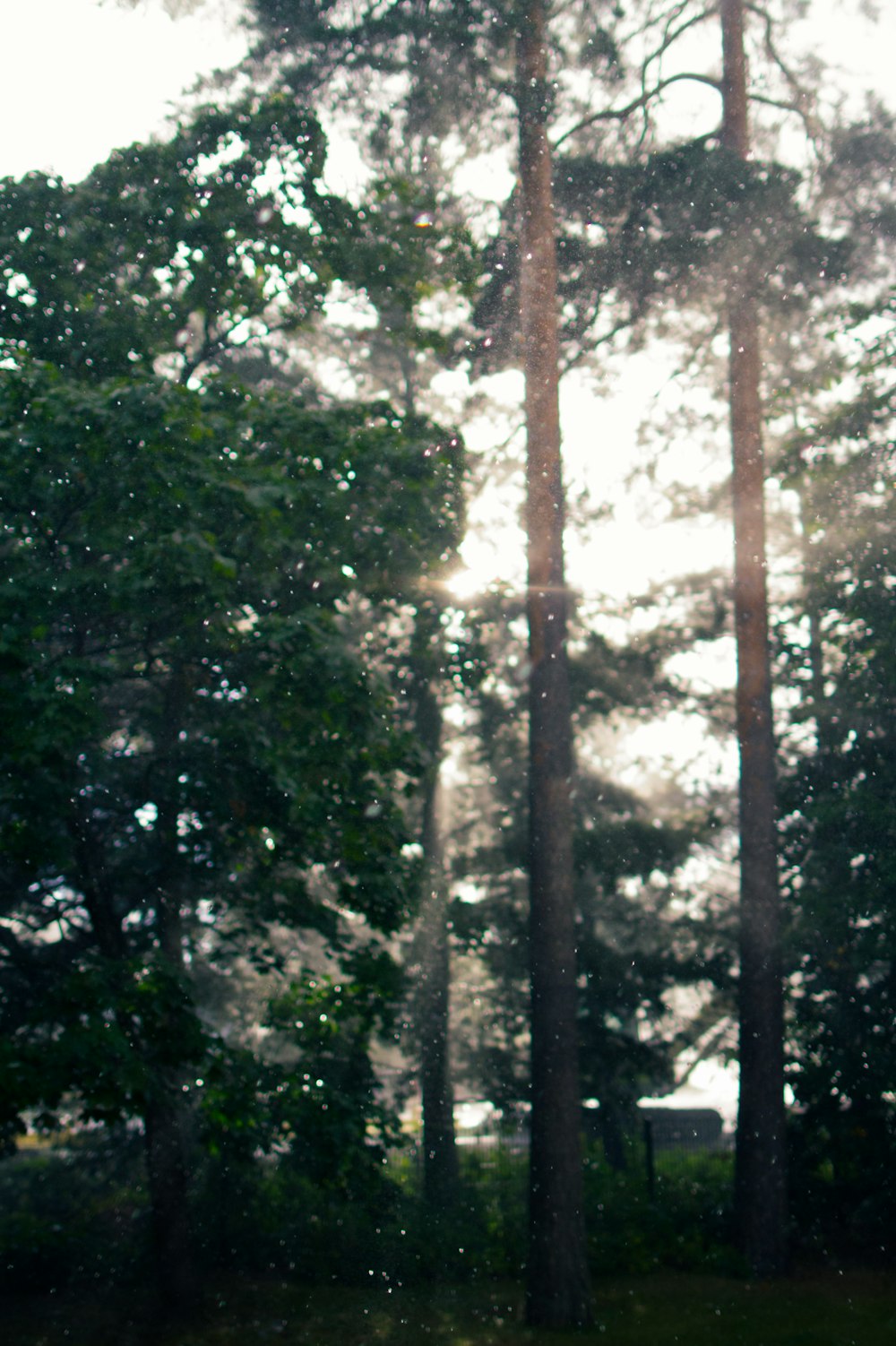 a red stop sign sitting in the middle of a forest