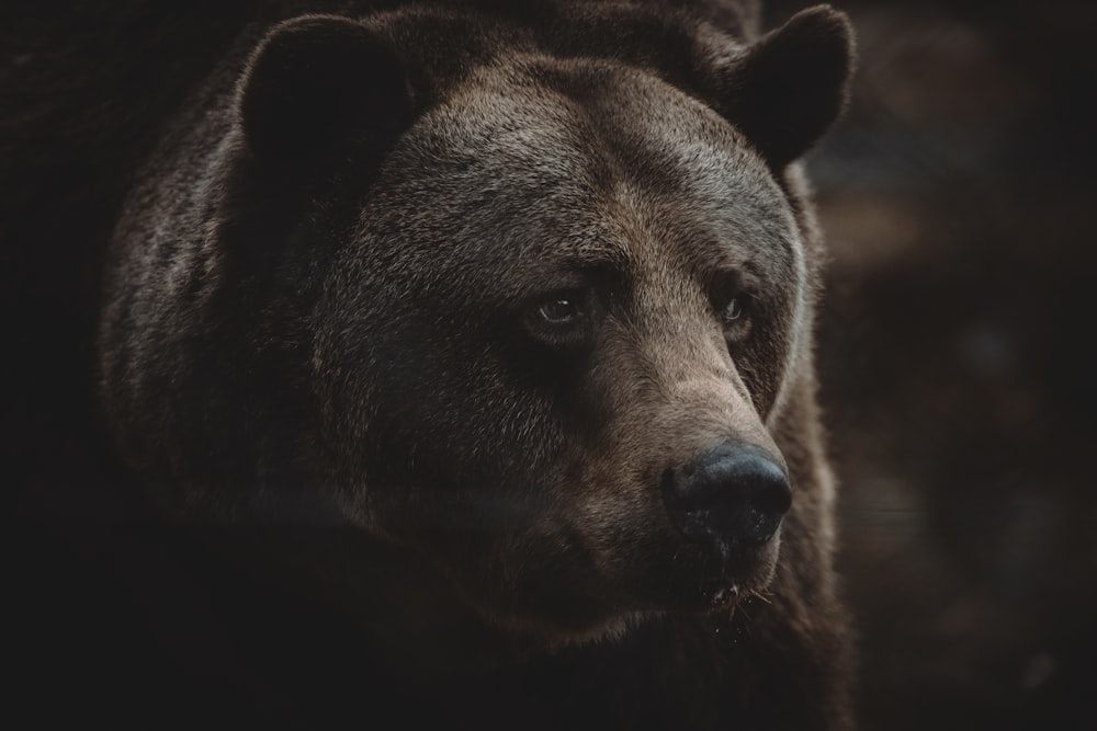 um close up do rosto de um urso pardo