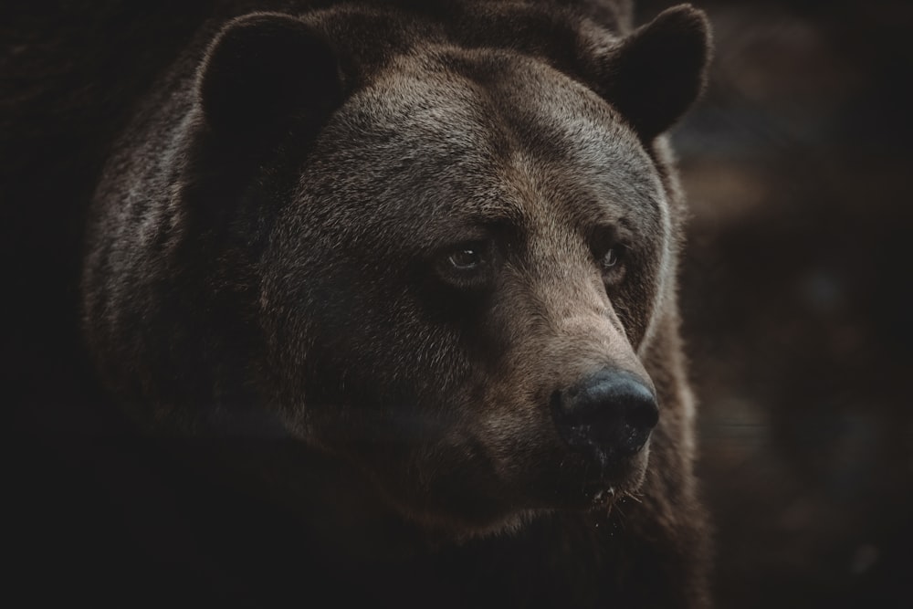 a close up of a brown bear's face