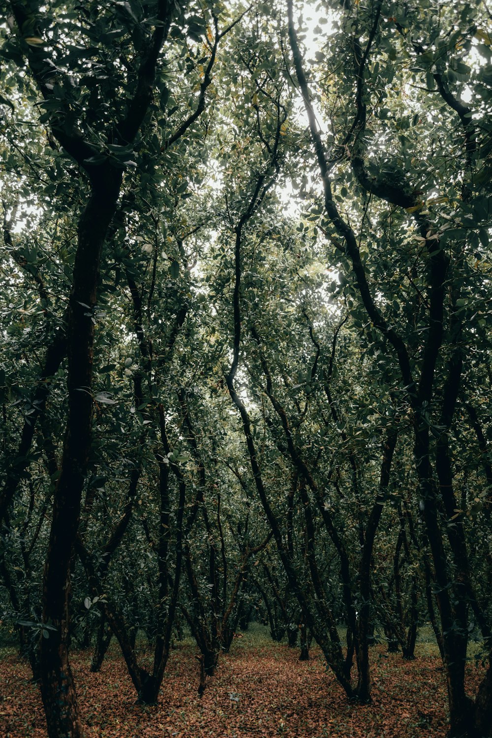 a forest filled with lots of trees covered in leaves