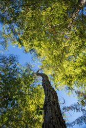 a tall tree in the middle of a forest