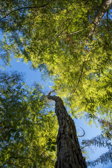 a tall tree in the middle of a forest