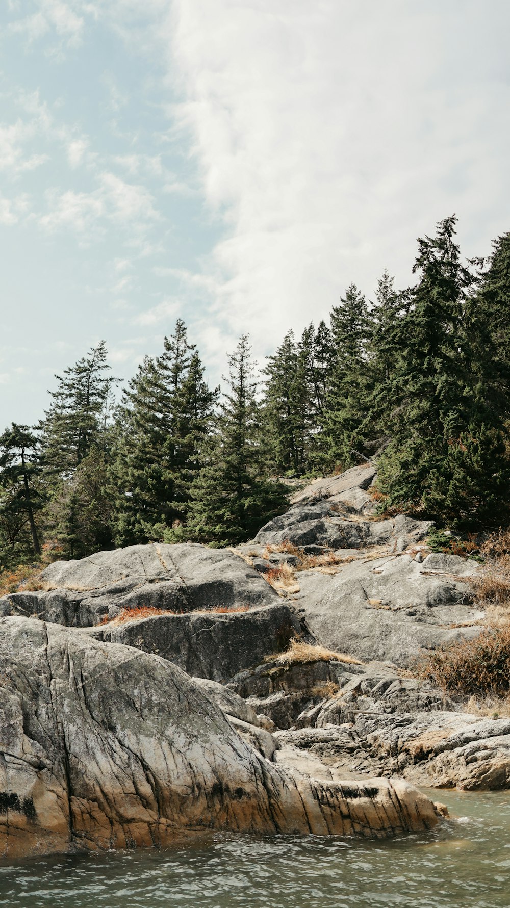 a rocky shore with pine trees and a body of water