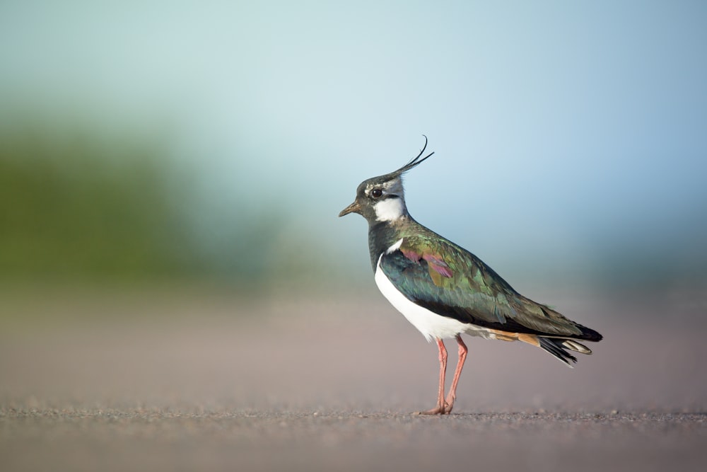 un piccolo uccello con un lungo becco in piedi sul terreno