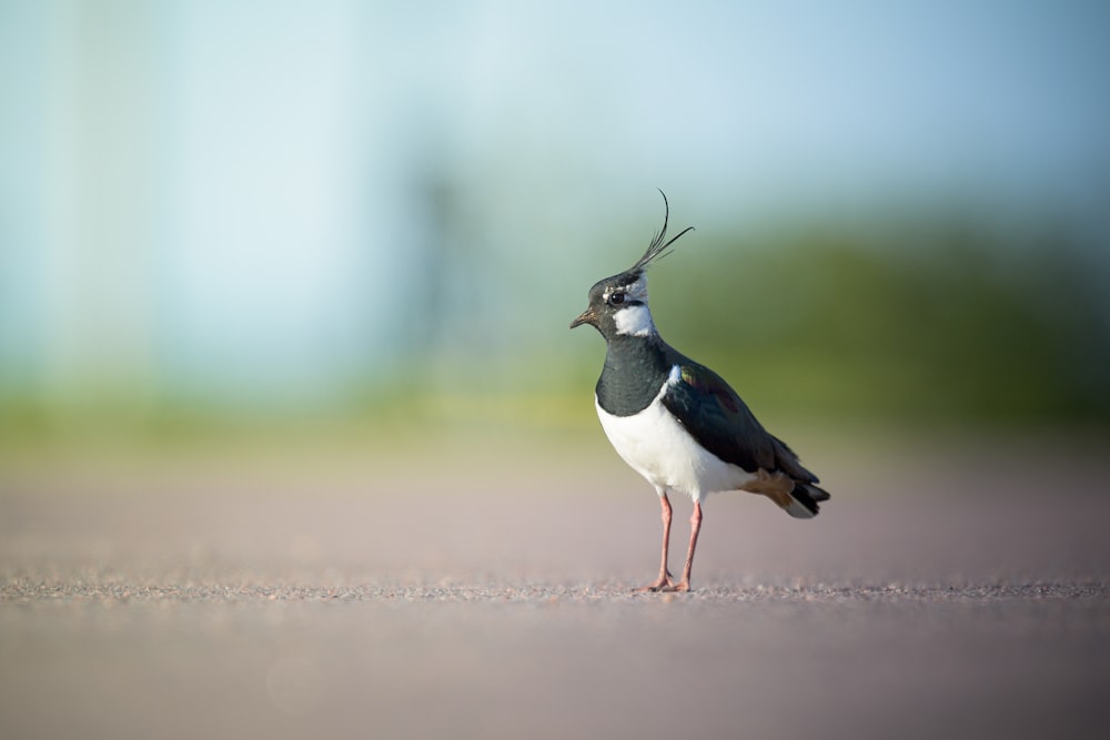 a black and white bird standing on a road