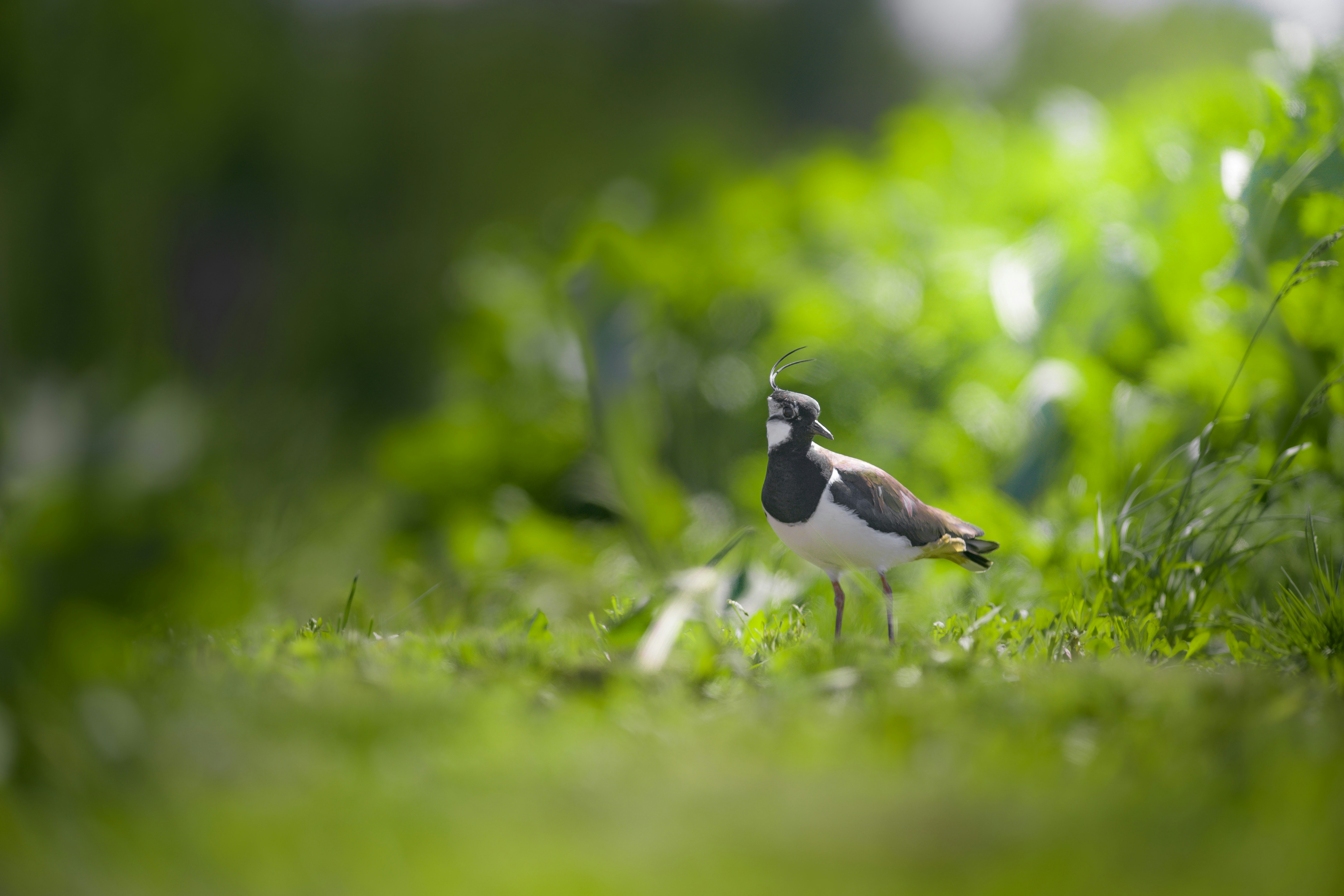 a bird standing in the middle of a lush green field