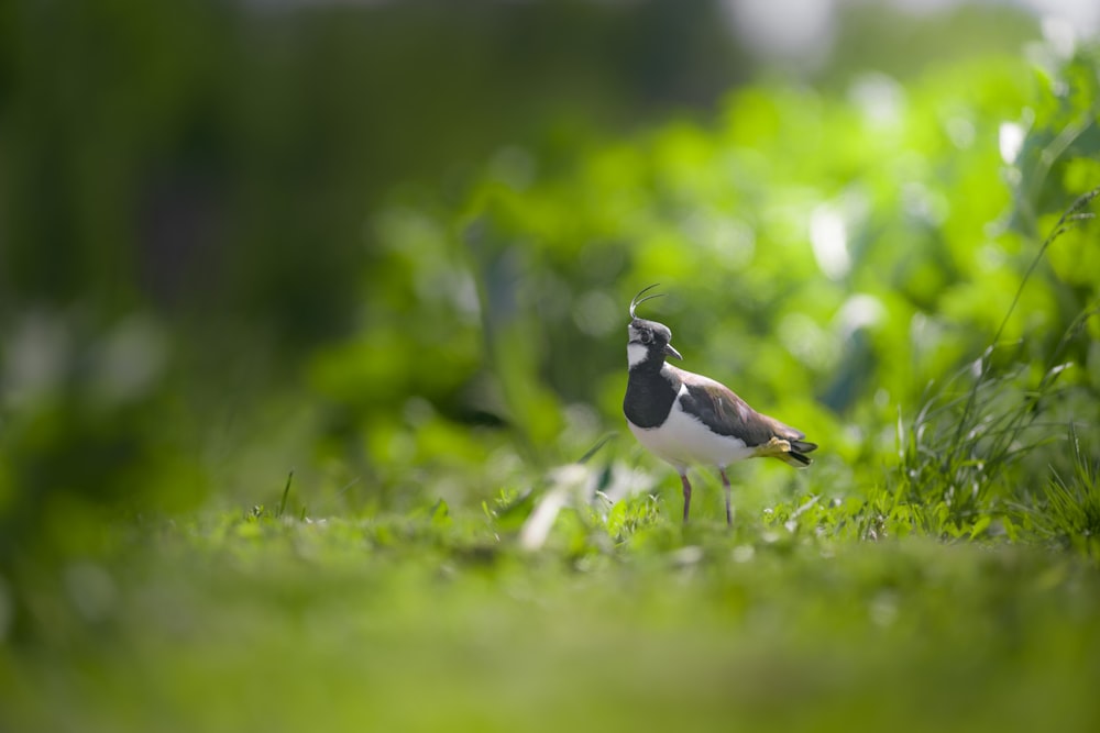 a bird standing in the middle of a lush green field