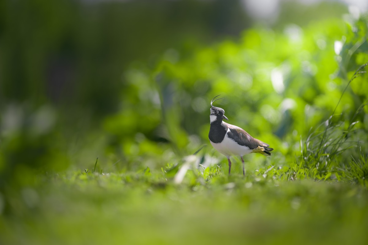 A lapwing standing in a lush green wetland field