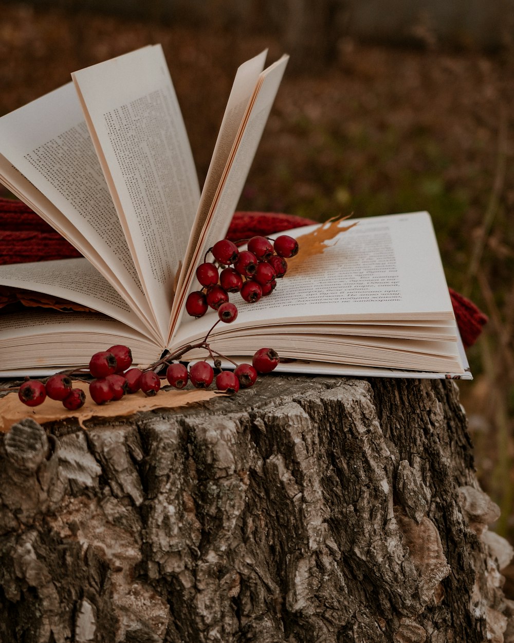 an open book sitting on top of a tree stump