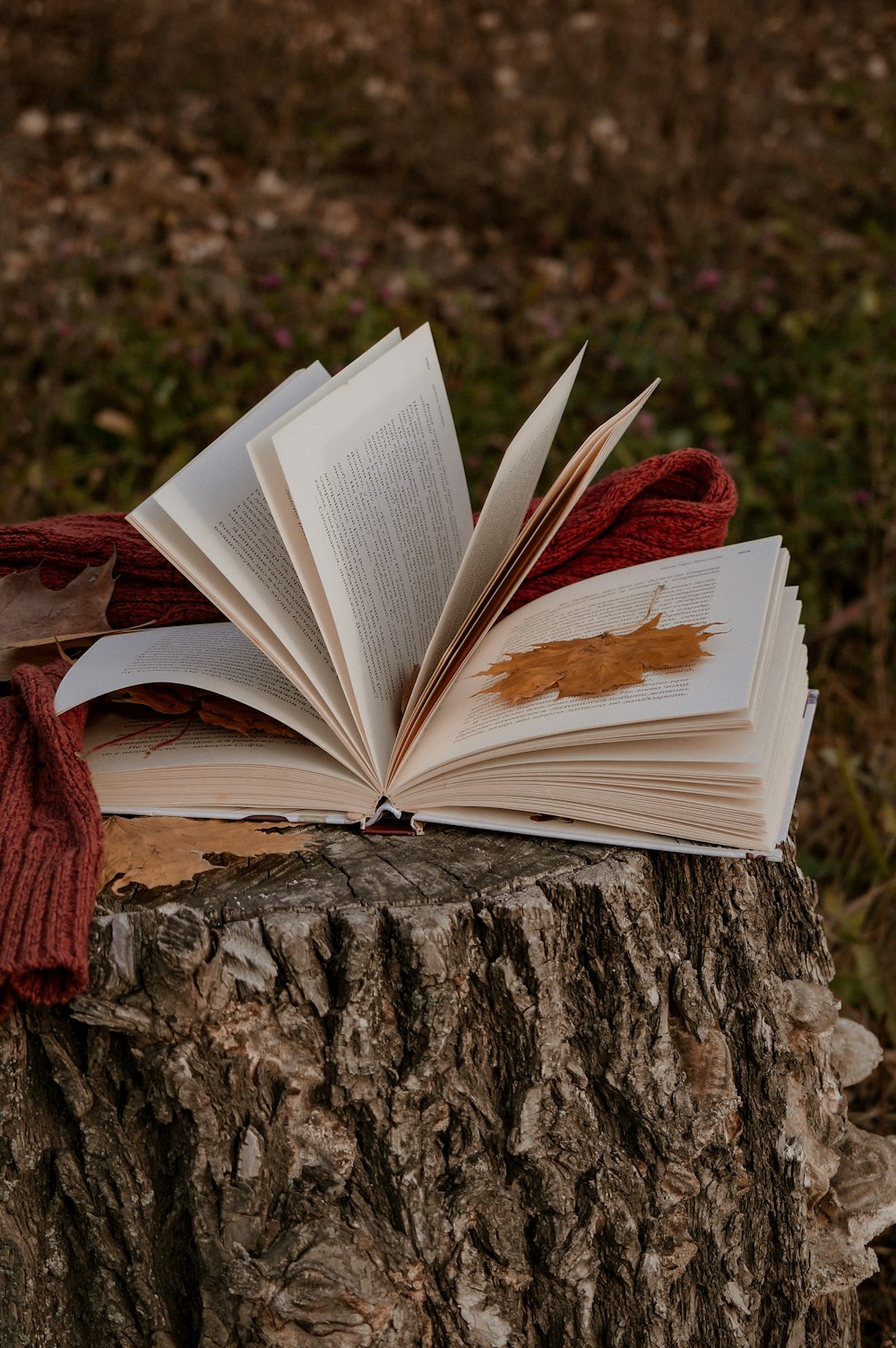 um livro aberto sentado em cima de um toco de árvore