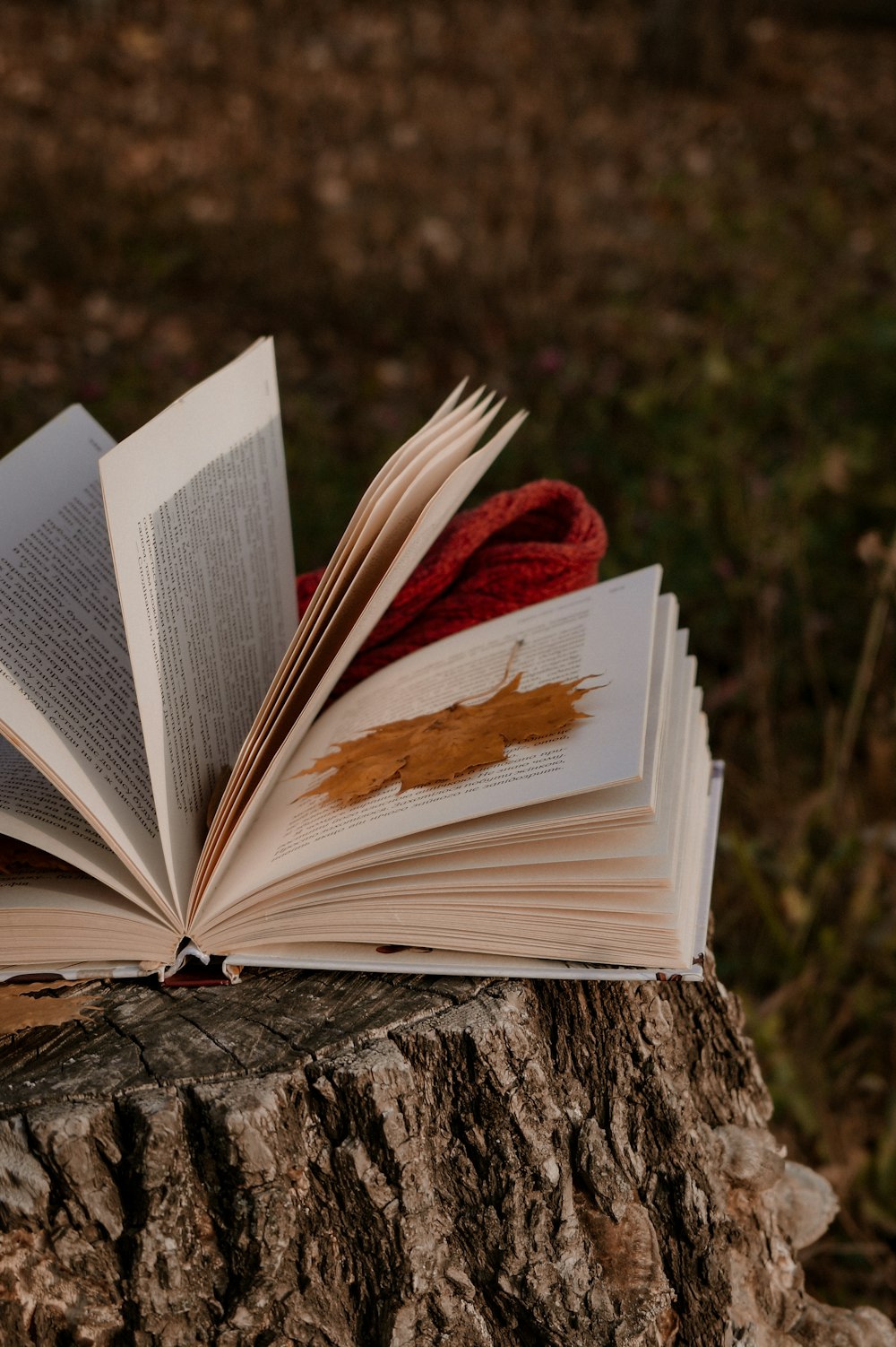 un livre ouvert posé au sommet d’une souche d’arbre