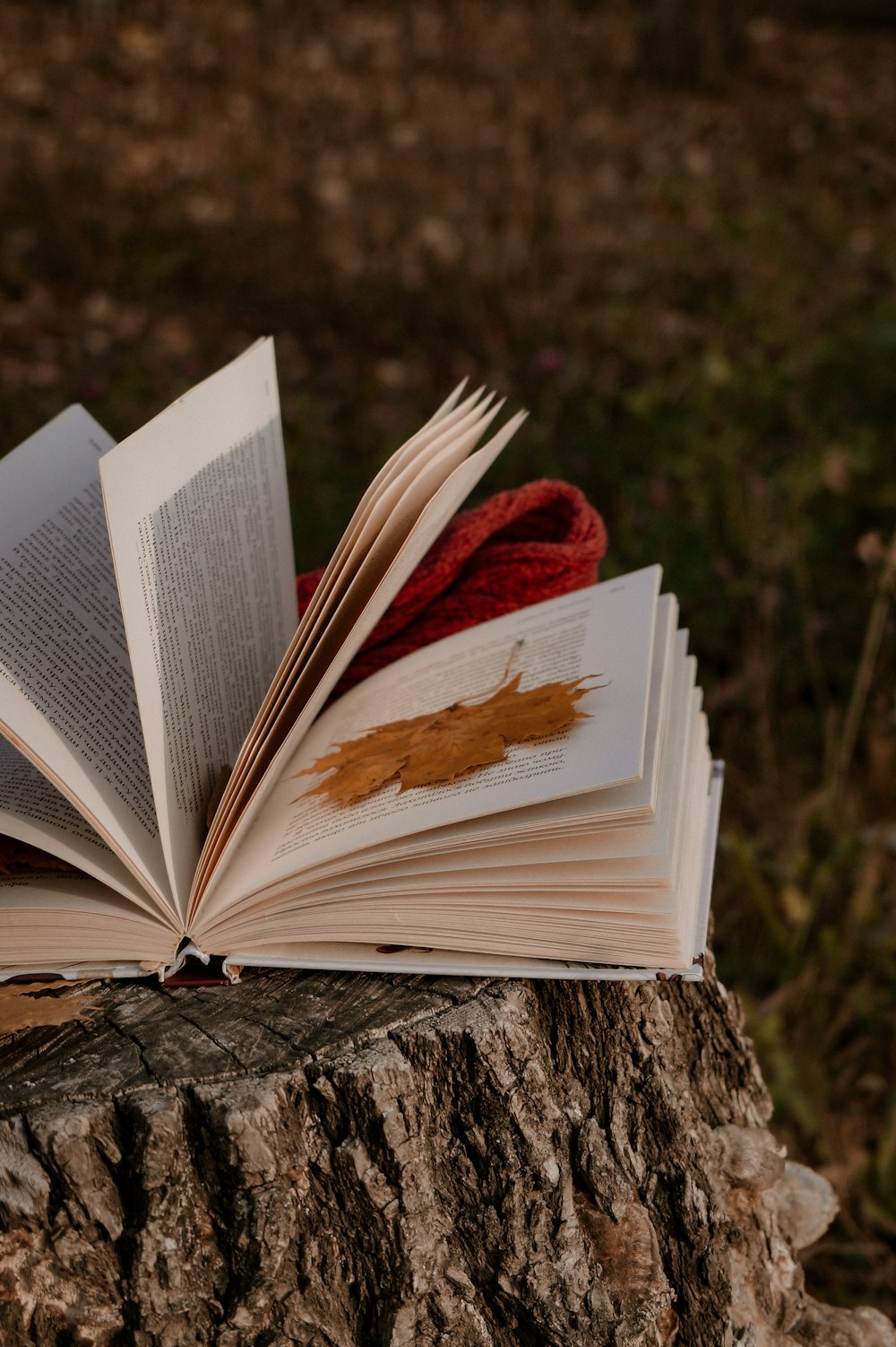 Un libro aperto seduto sulla cima di un ceppo d'albero