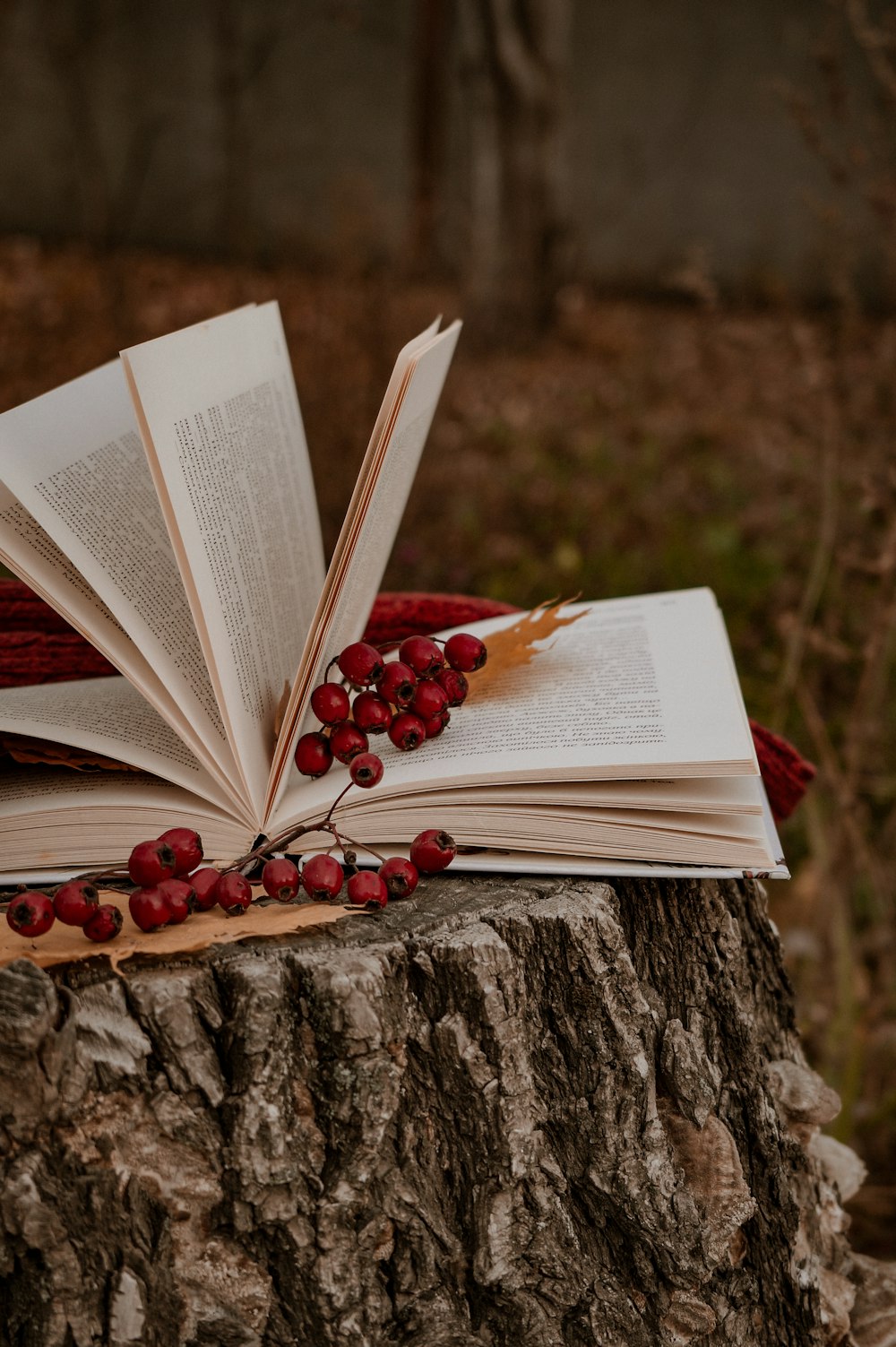 an open book sitting on top of a tree stump