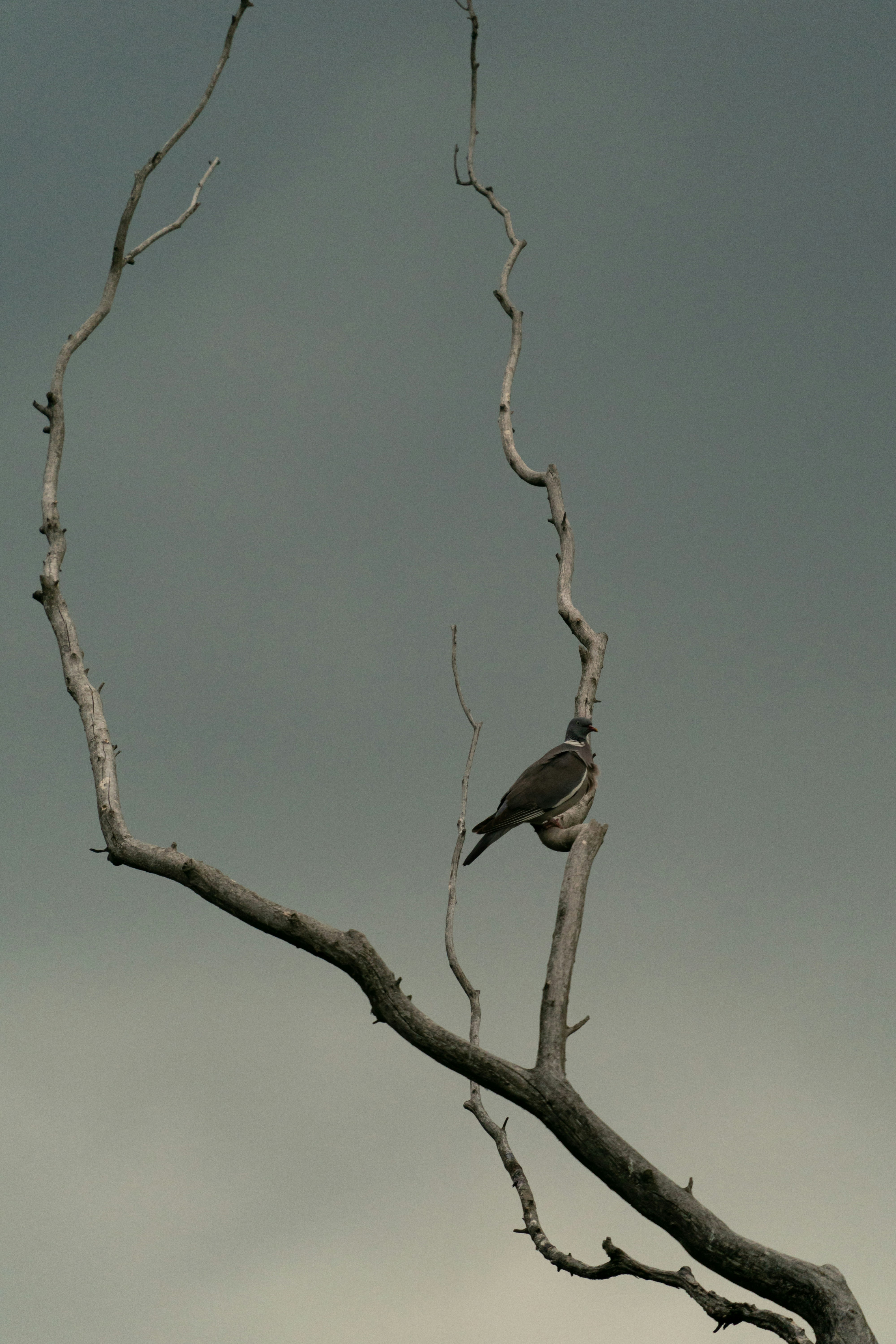 Photo by vmelnyk