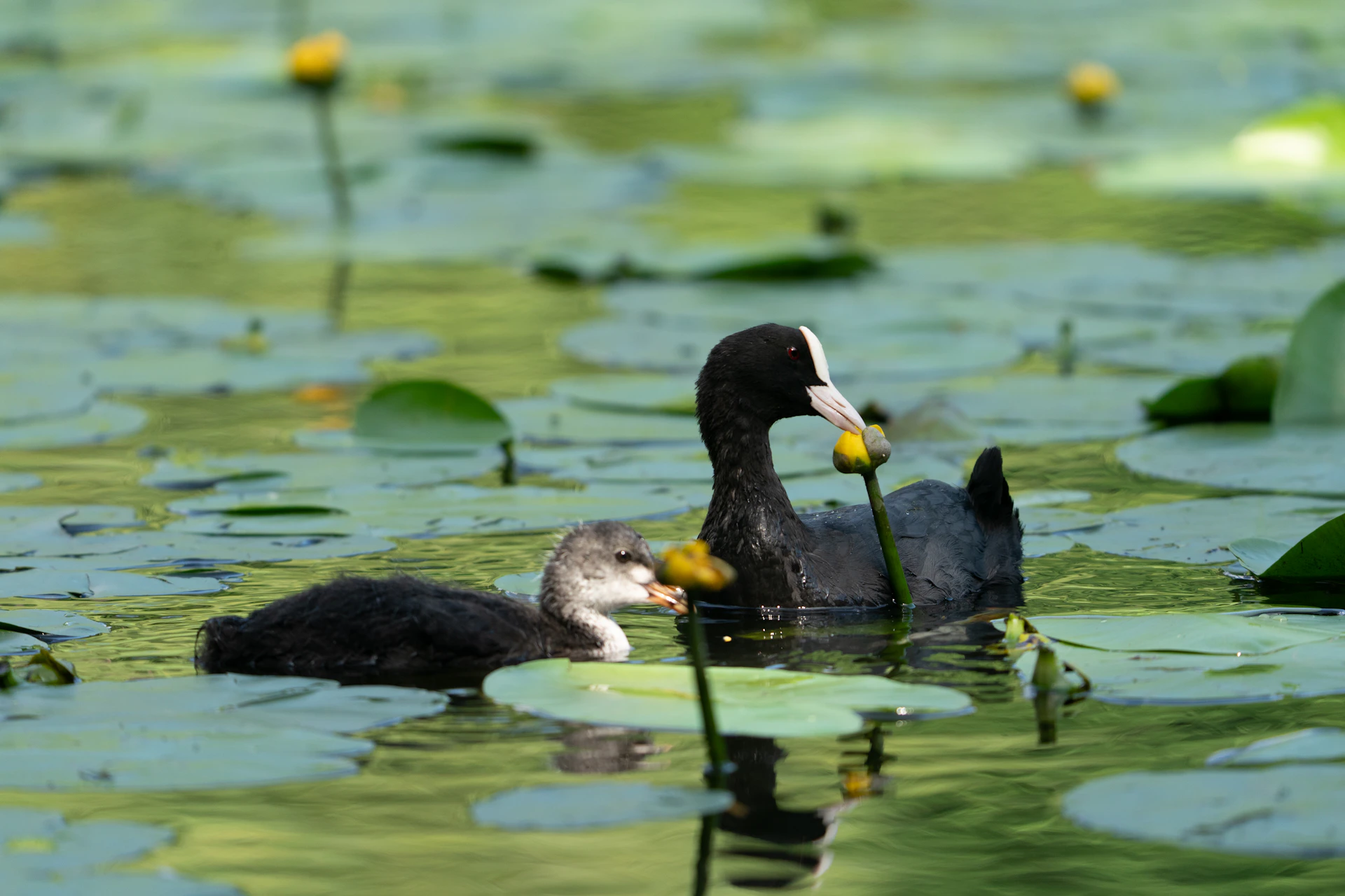 a mother duck and her baby swimming in a pond