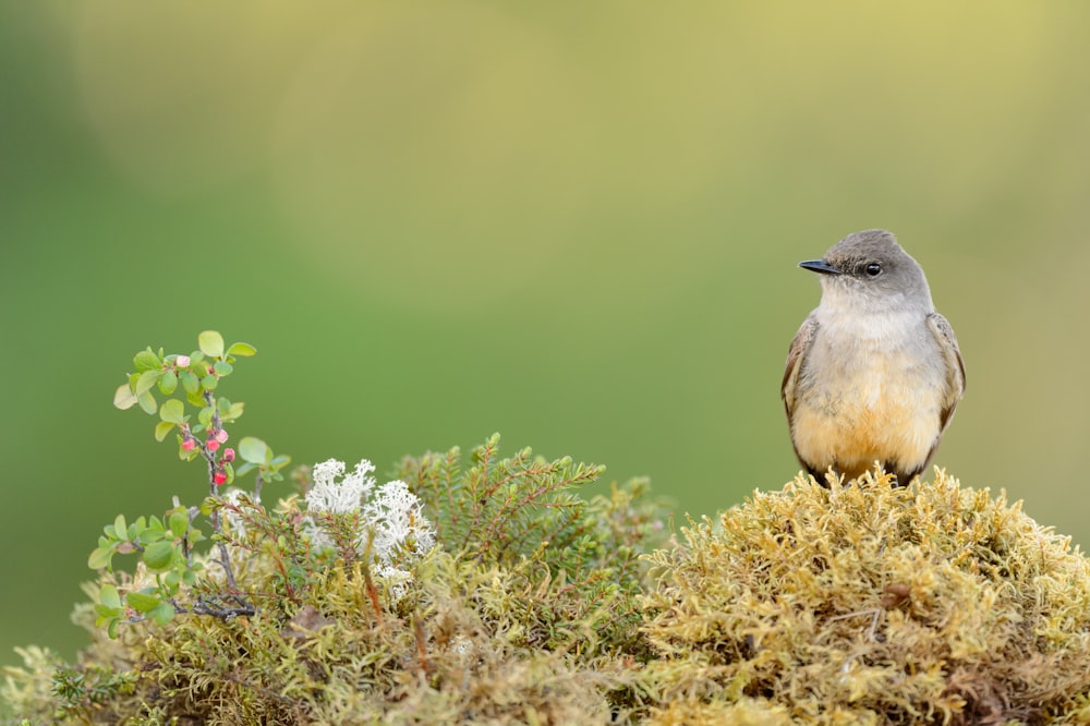 a small bird sitting on top of a moss covered tree