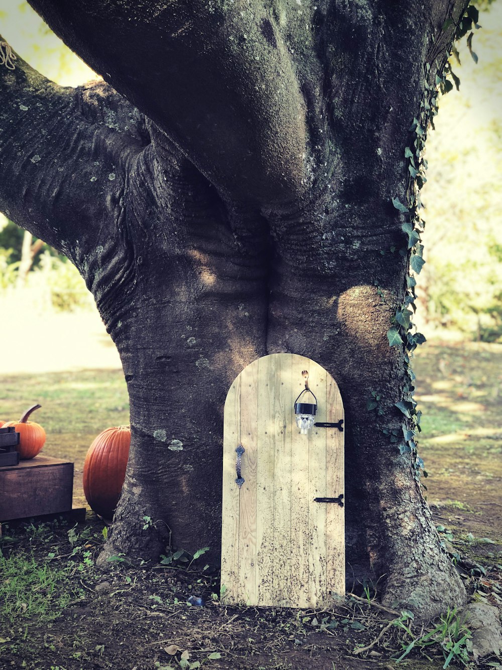 a tree with a door in the trunk of it