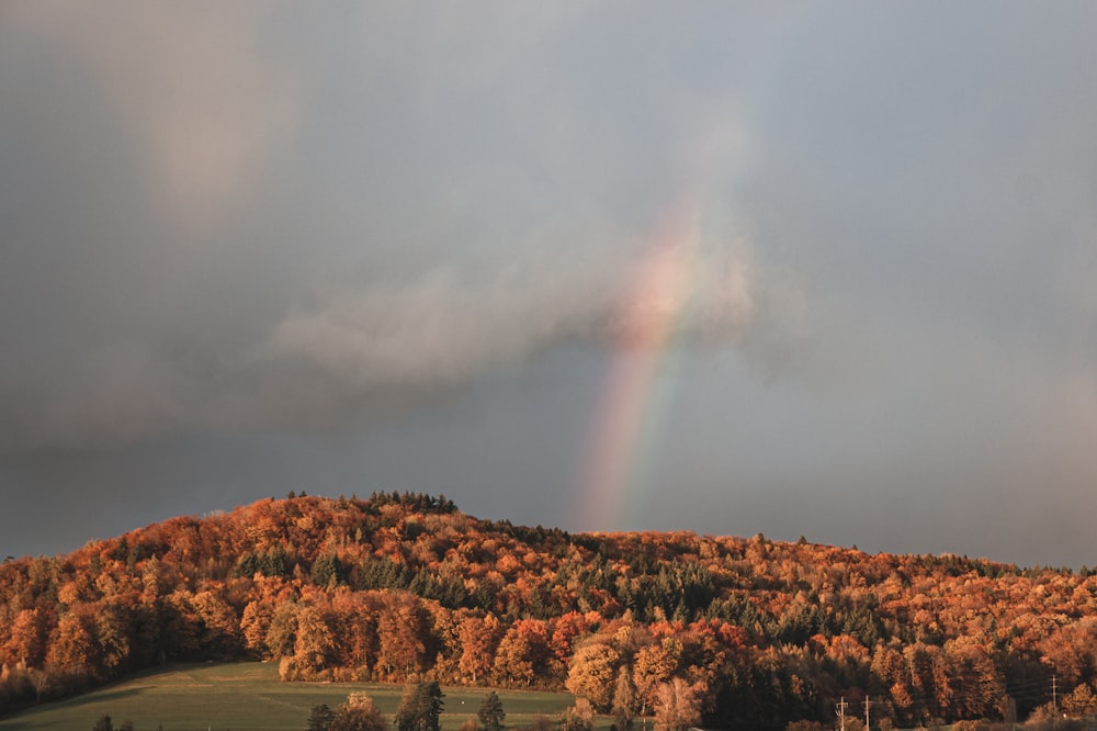 a rainbow in the sky over a forest