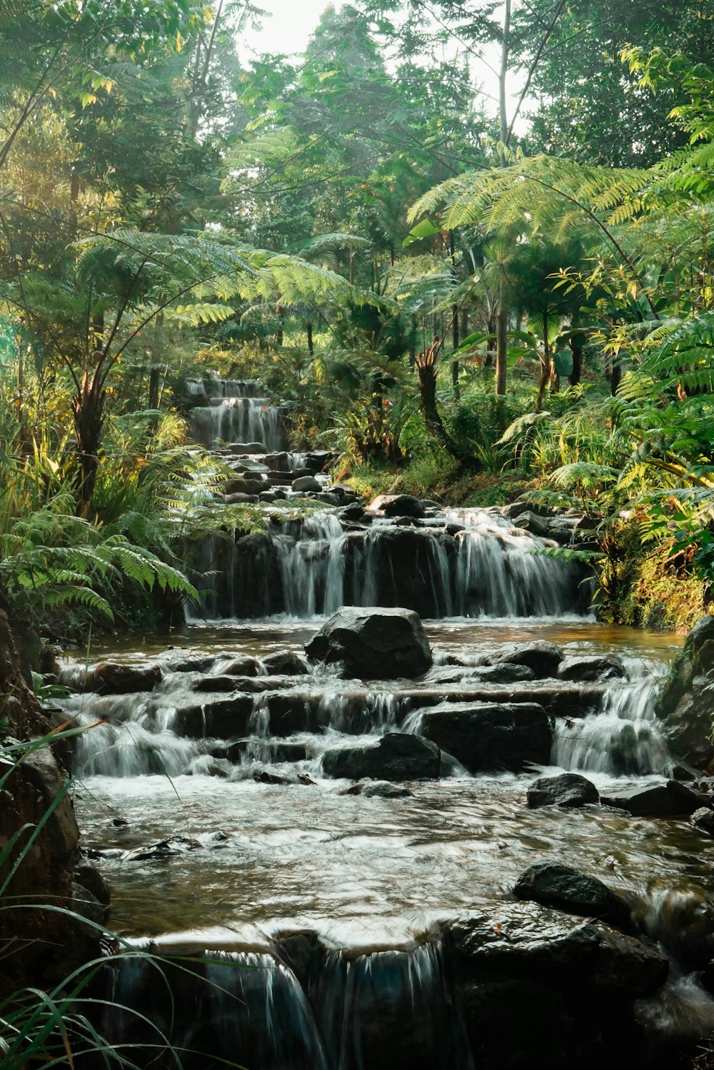 a stream of water running through a lush green forest