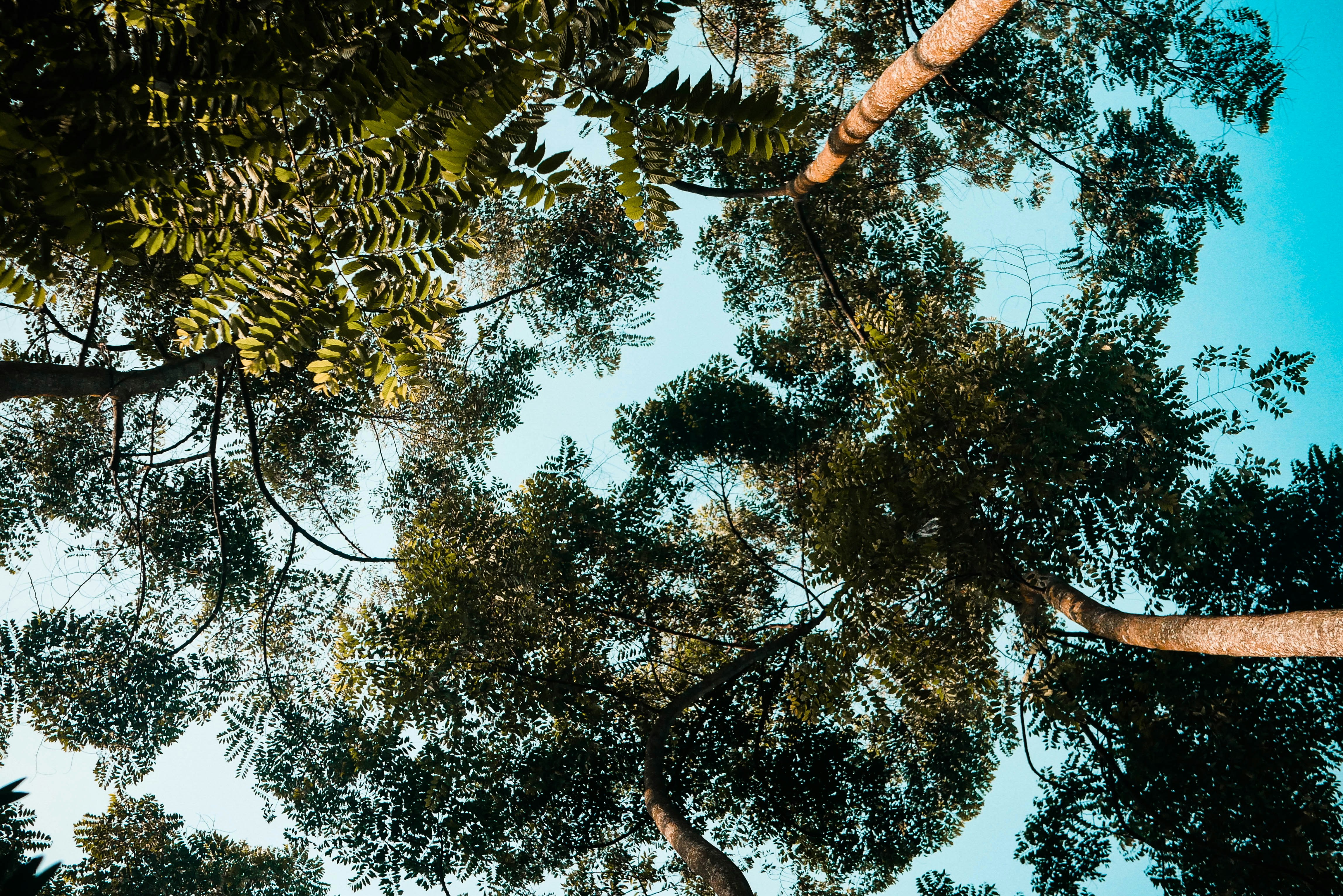 looking up at the tops of trees in a forest
