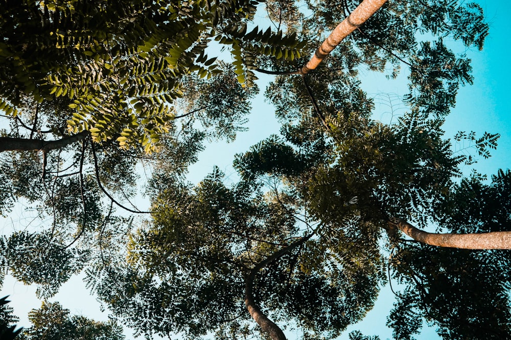 looking up at the tops of trees in a forest