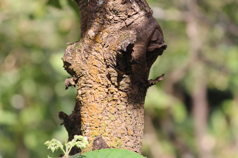 a bird perched on top of a tree branch