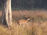 A spotted deer with large antlers stands in a grassy meadow next to a tall tree. The background is blurred with hints of dense forest, creating a serene wildlife scene.