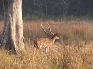 A spotted deer with large antlers stands in a grassy meadow next to a tall tree. The background is blurred with hints of dense forest, creating a serene wildlife scene.