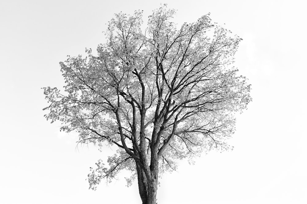 a black and white photo of a tree