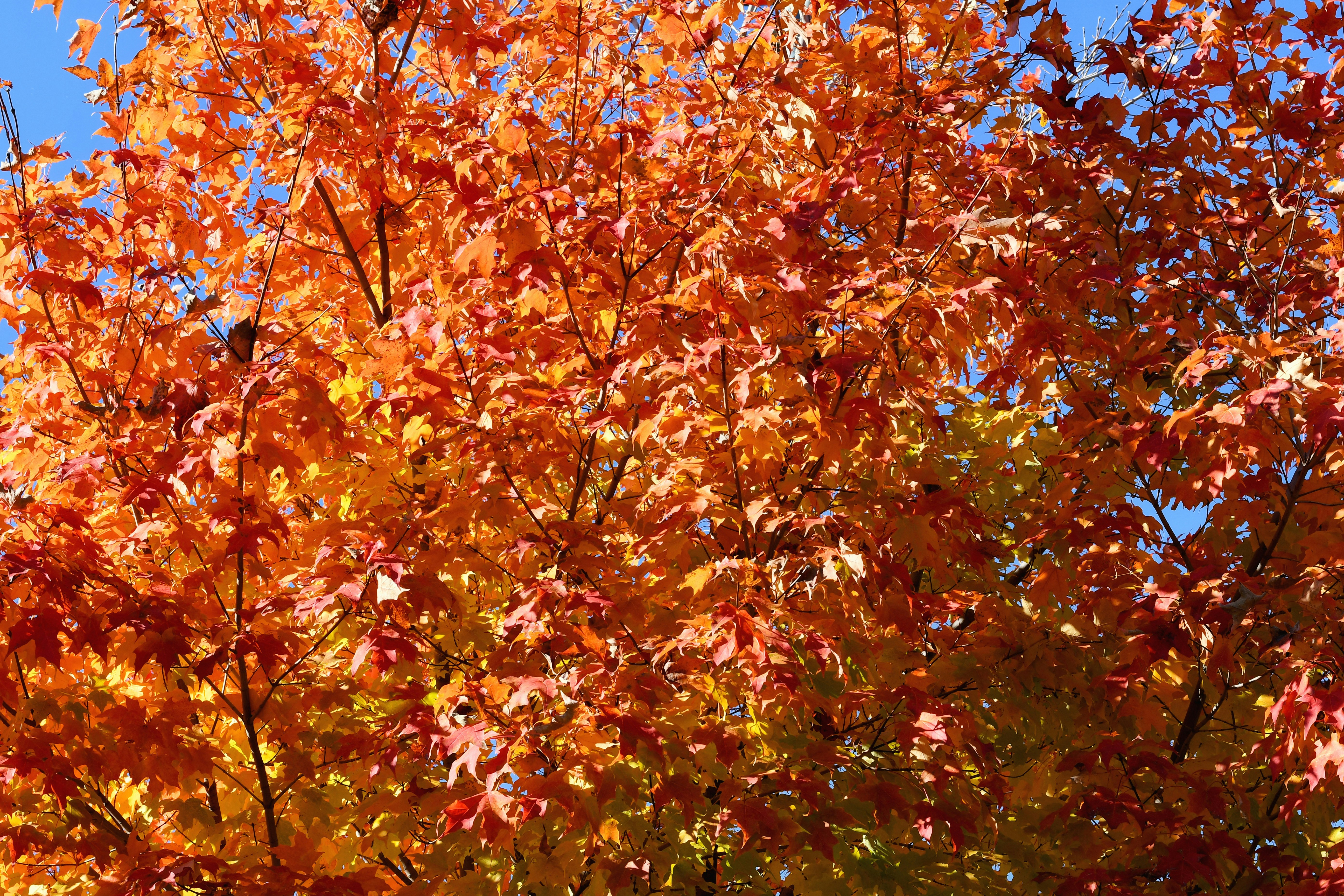 Photo by harlynkingm