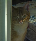 A cat looking curiously out of a window with soft light.