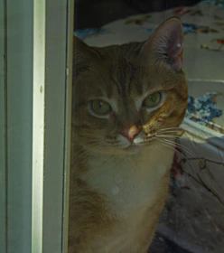 A curious cat in a cozy knitted sweater with vibrant stripes, perched on a sunny windowsill.