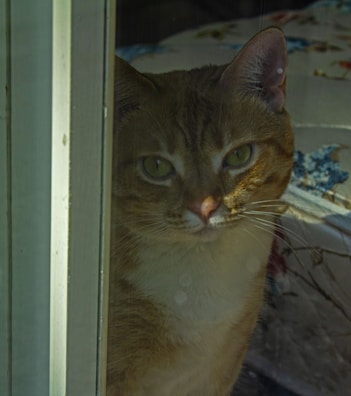 A cat looking curiously out of a window with soft light.